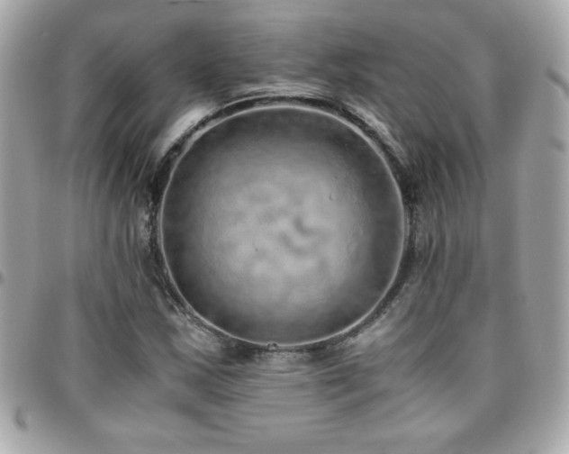 X0000096421163200801241311