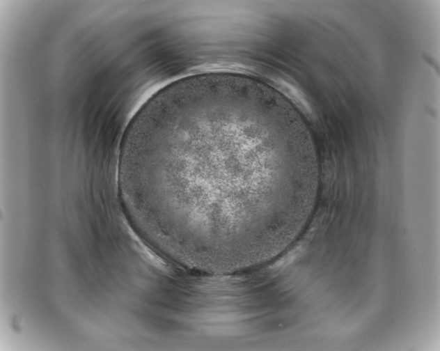 X0000096421228200801241310