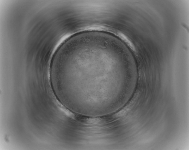 X0000096421232200801241310