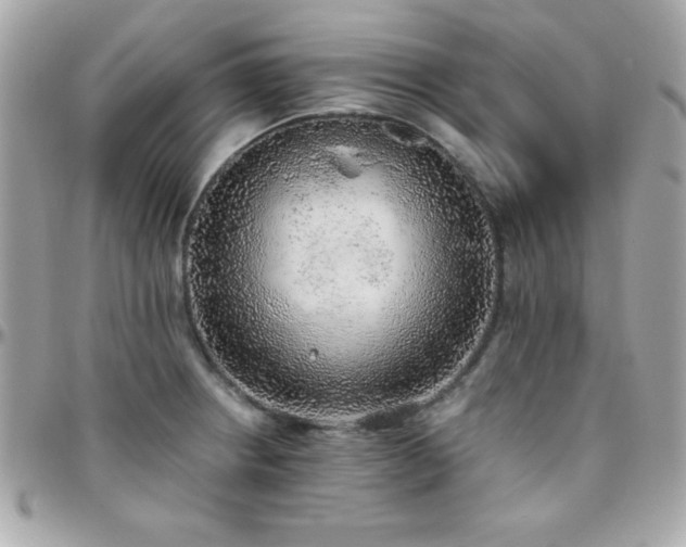 X0000096421234200801241310