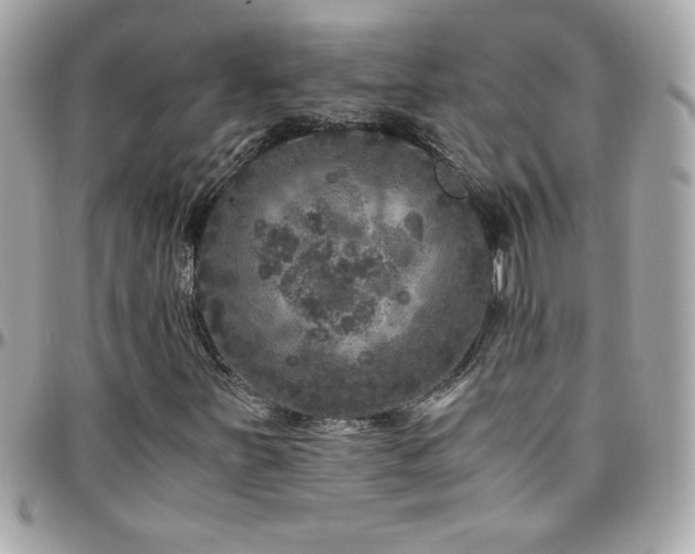 X0000096421251200801241309