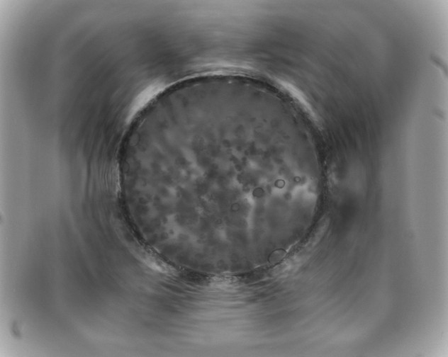 X0000096421267200801241309