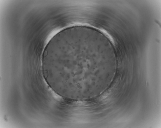 X0000096421287200801241309