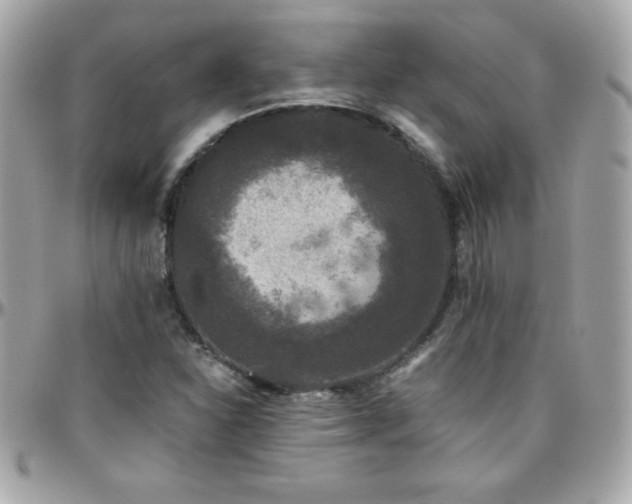 X0000096421310200801241308