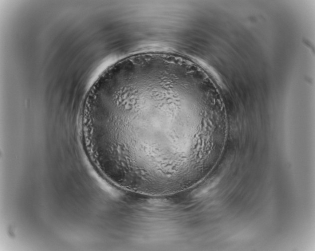 X0000096421383200801241308