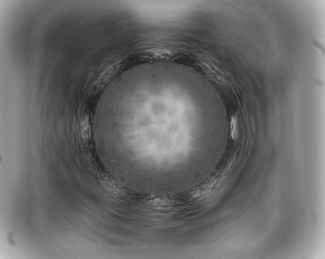 X0000096421395200801241307