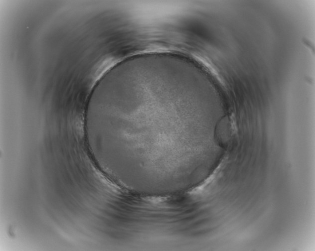 X0000096421409200801241307