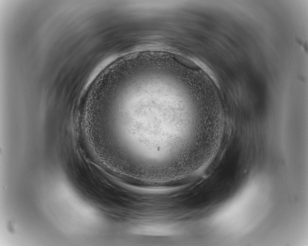 X0000096421438200801241307