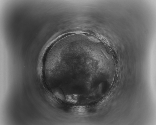 X0000096420295200801311418