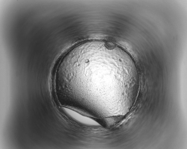 X0000096420346200801311417