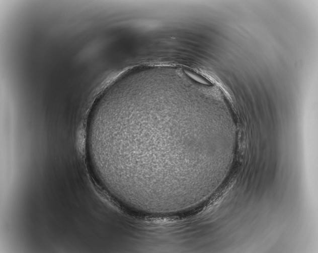 X0000096420533200801311414