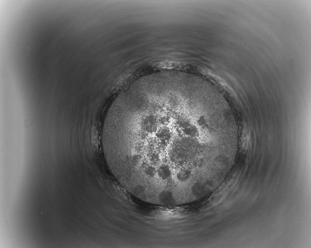 X0000096420569200801311415