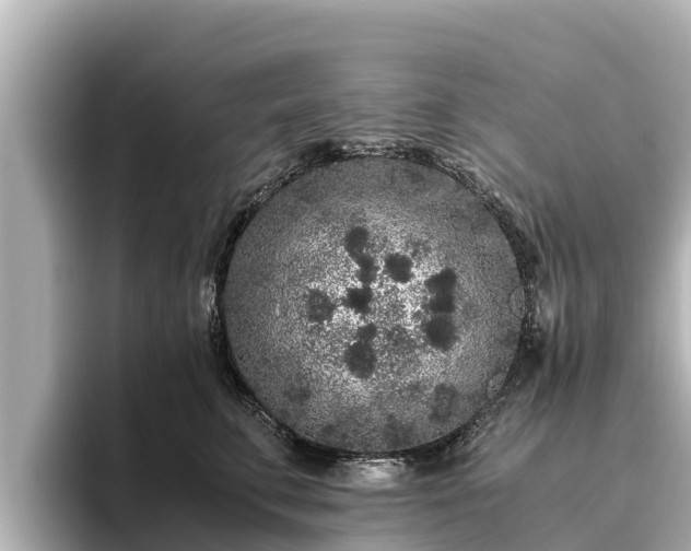 X0000096420711200801311412