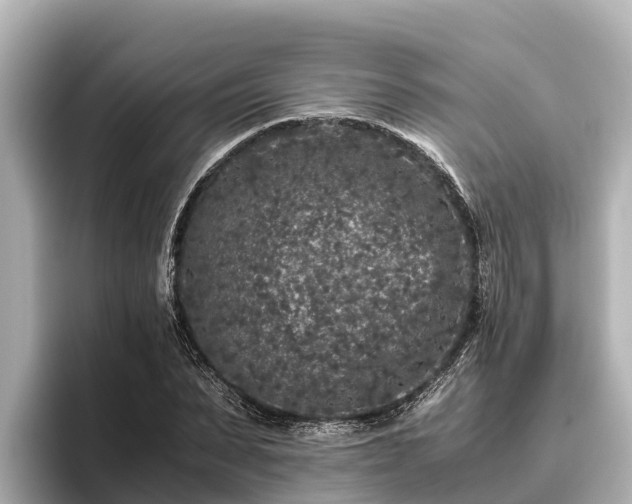 X0000096420879200801311410