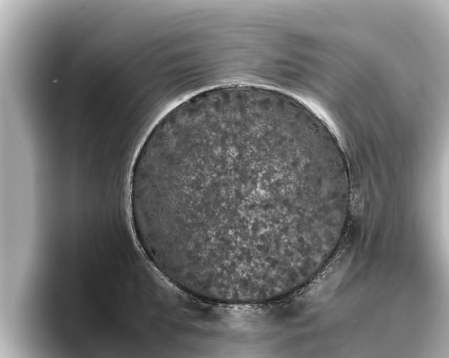 X0000096420903200801311410