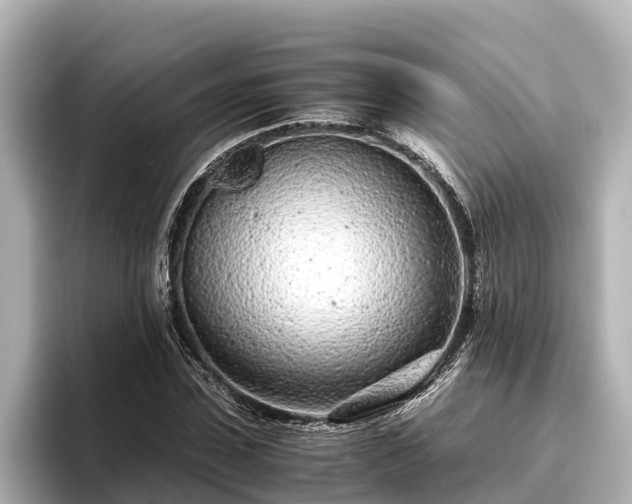 X0000096420923200801311409