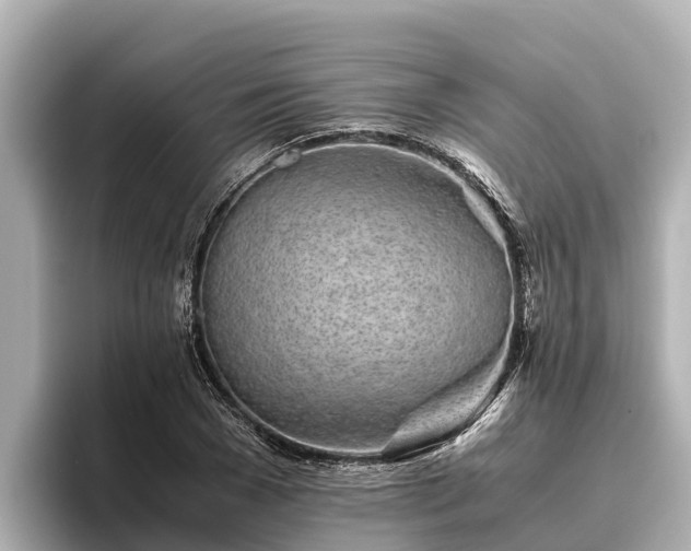 X0000096420977200801311409