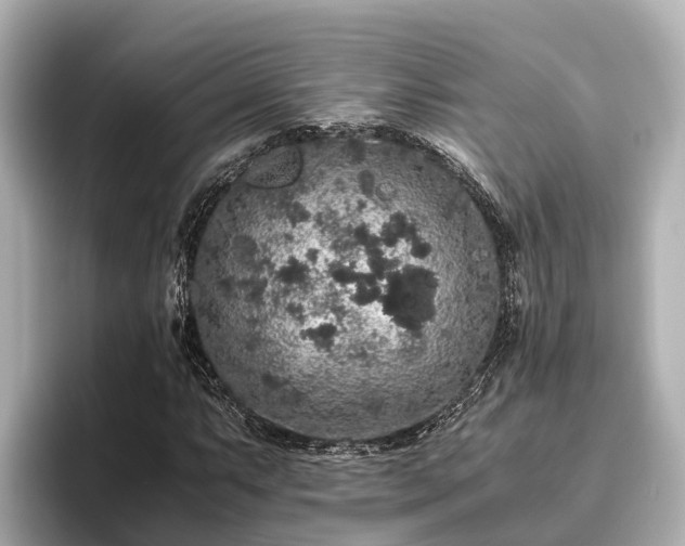 X0000096421063200801311408