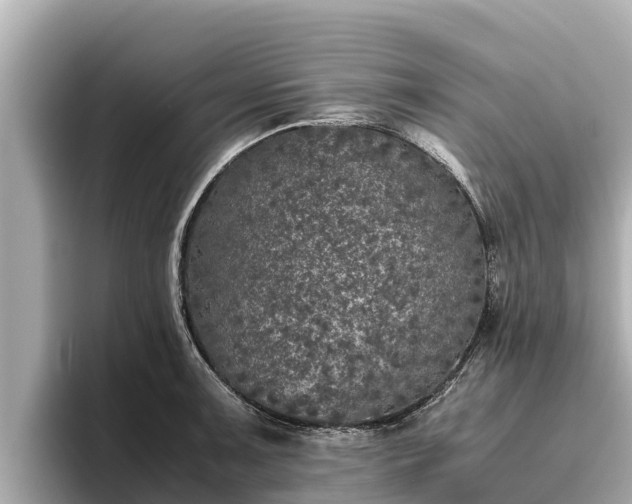 X0000096421091200801311407