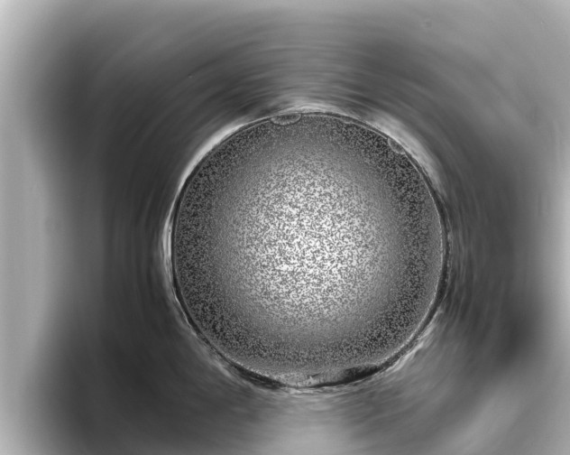 X0000096421198200801311406