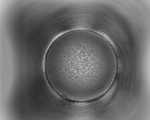 X0000096421246200801311406
