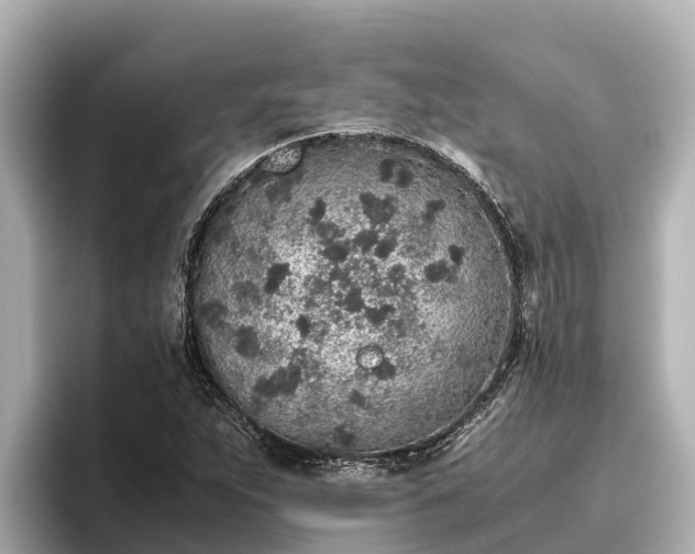 X0000096421263200801311405