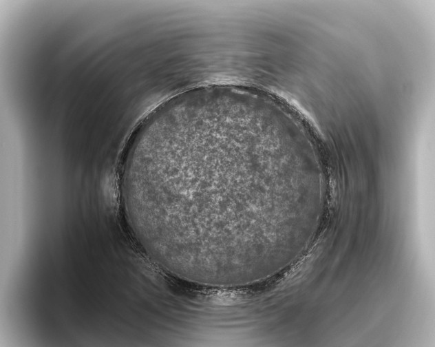 X0000096421266200801311405