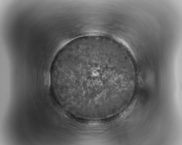 X0000096421267200801311405