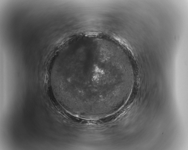 X0000096421445200801311403