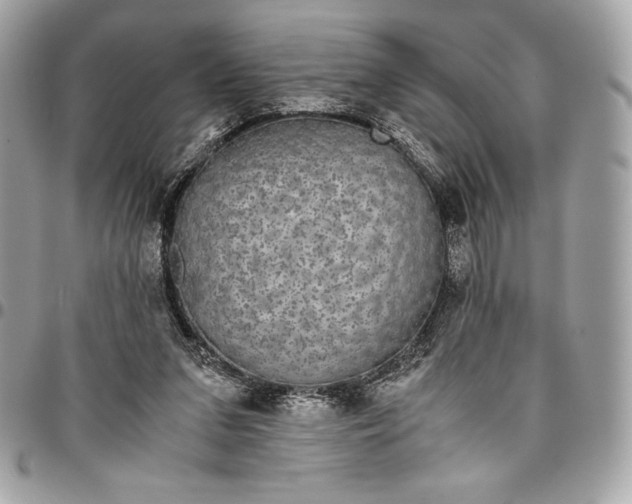 X0000096420207200802071710