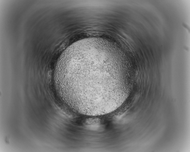 X0000096420271200802071709