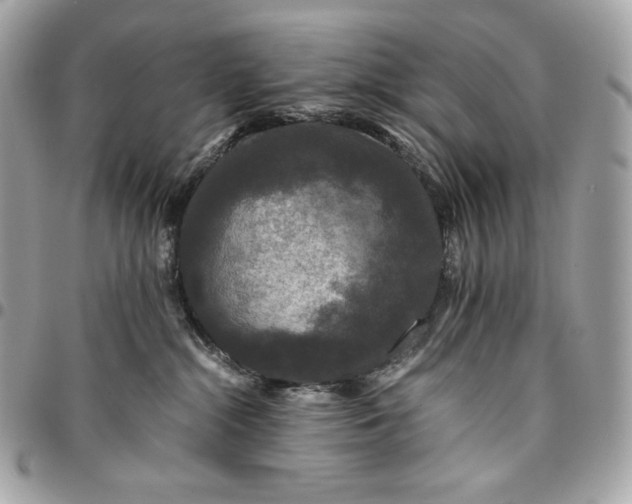 X0000096420284200802071710