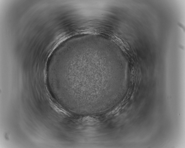 X0000096420290200802071709