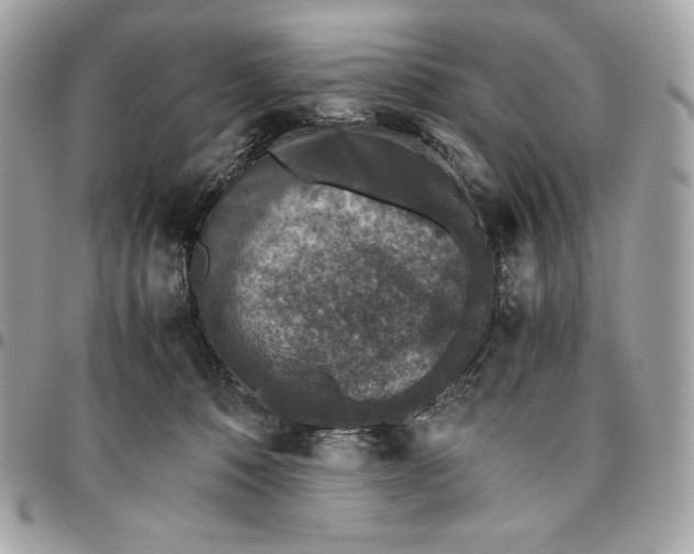 X0000096420320200802071708