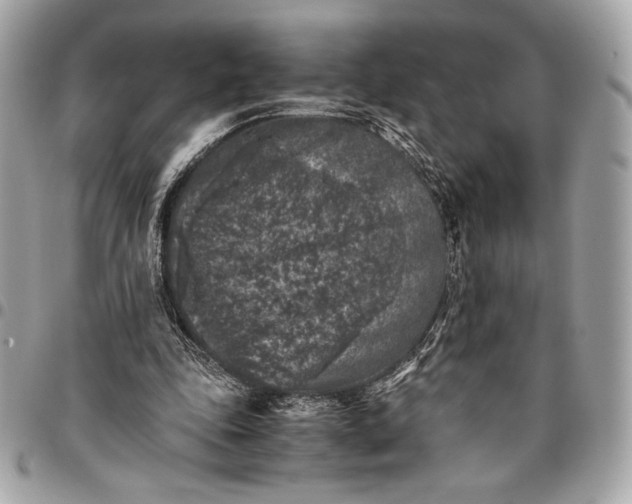 X0000096420343200802071708