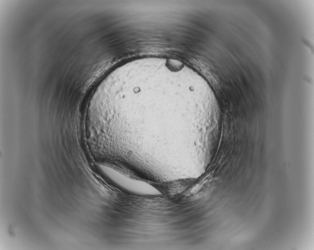 X0000096420346200802071708