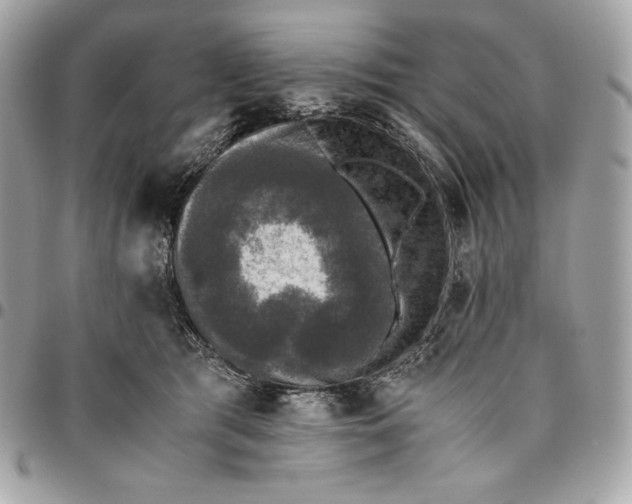 X0000096420417200802071707