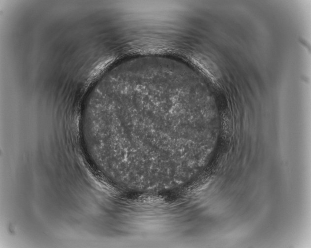 X0000096420491200802071706