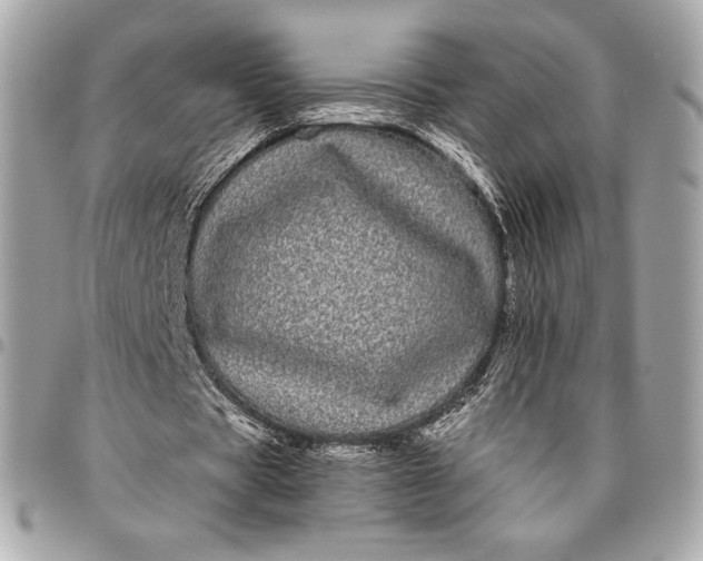 X0000096420529200802071705