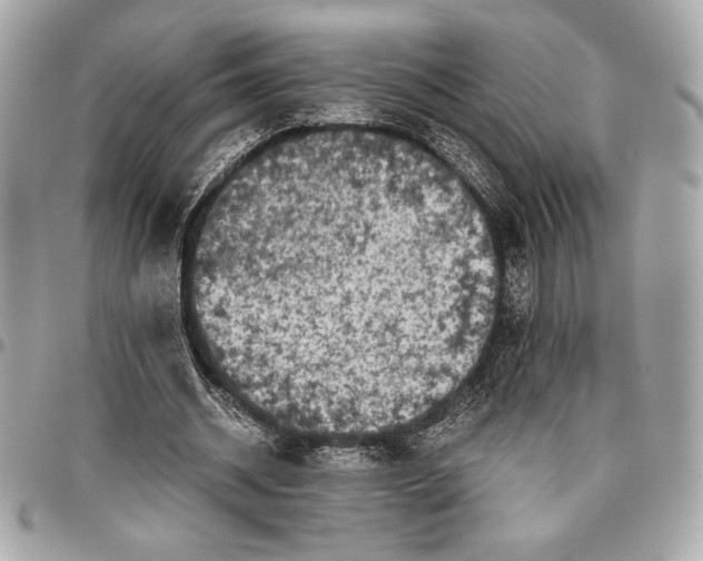 X0000096420534200802071705