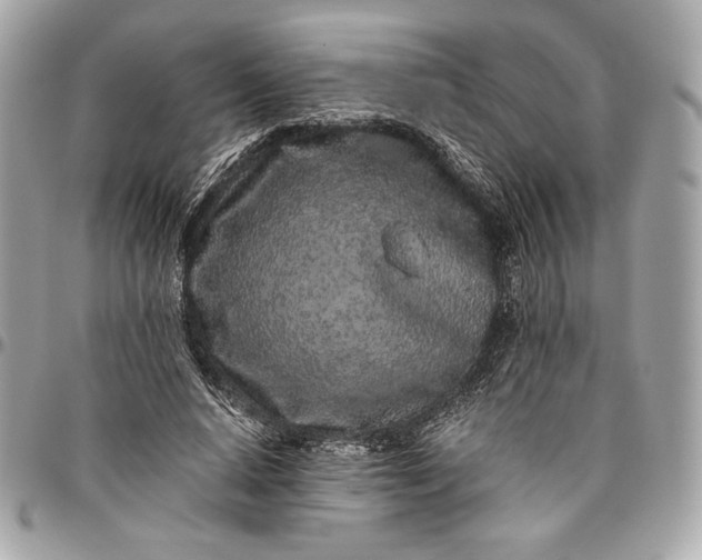 X0000096420640200802071704