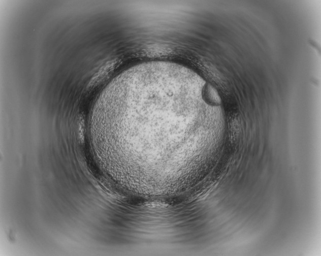 X0000096420644200802071704