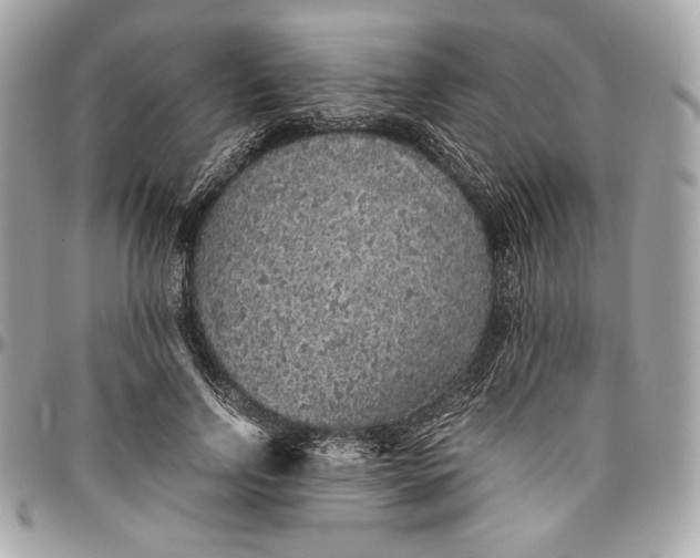 X0000096420742200802071702