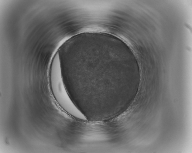 X0000096420864200802071701