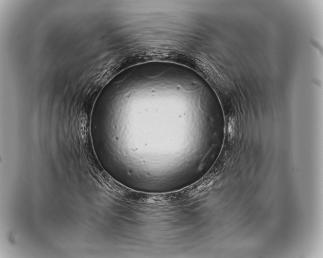 X0000096420867200802071700