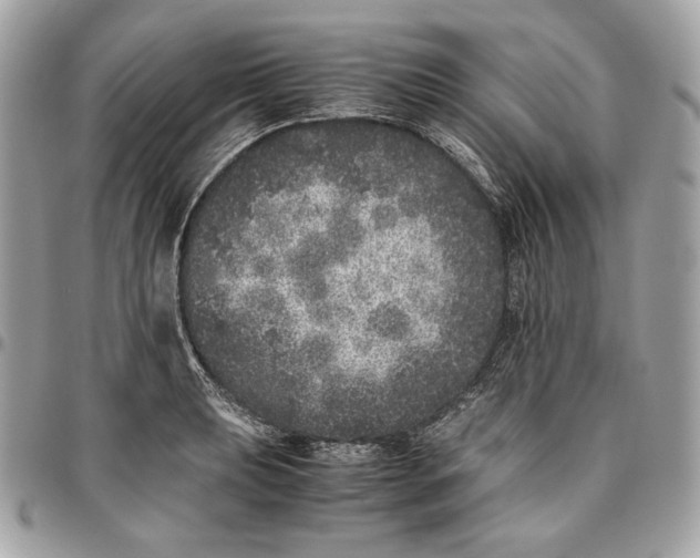 X0000096421039200802071658