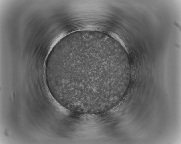 X0000096421091200802071657