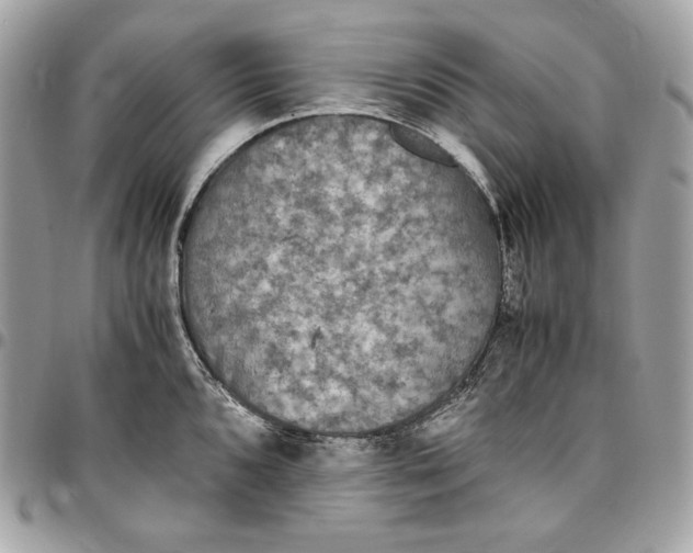 X0000096421096200802071657