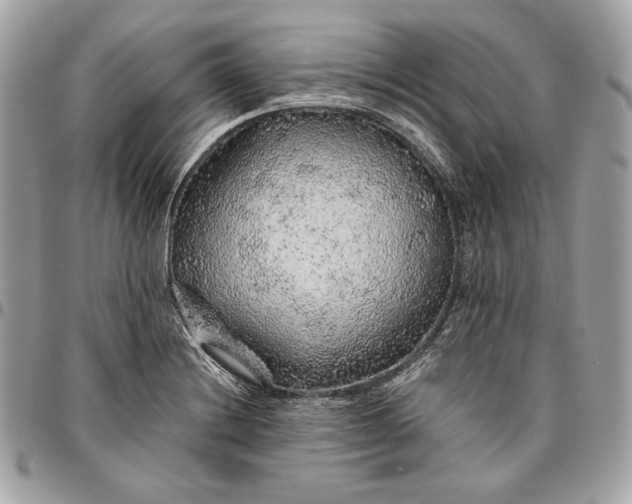 X0000096421228200802071655