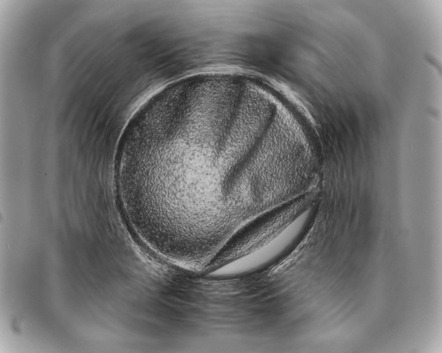 X0000096421229200802071655